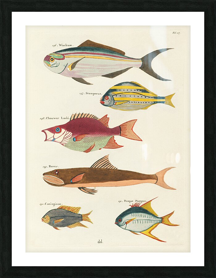 Colourful and surreal illustrations of fishes found in Moluccas Indonesia and the East Indies by Louis Renard 1678 -1746 from Histoire naturelle des plus rares curiositez de la mer des Indes 1754. Picture Frame print