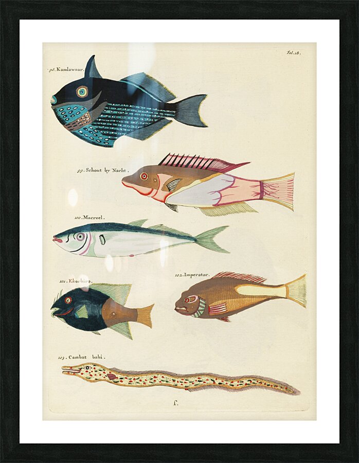 Colourful and surreal illustrations of fishes found in Moluccas Indonesia and the East Indies by Louis Renard 1678 -1746 from Histoire naturelle des plus rares curiositez de la mer des Indes 1754. Picture Frame print