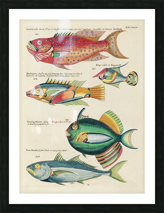 Colourful and surreal illustrations of fishes found in Moluccas Indonesia and the East Indies by Louis Renard 1678 -1746 from Histoire naturelle des plus rares curiositez de la mer des Indes 1754. Picture Frame print