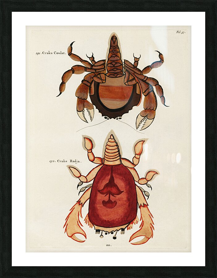 Colourful and surreal illustrations of crabs found in Moluccas Indonesia and the East Indies by Louis Renard 1678 -1746 from Histoire naturelle des plus rares curiositez de la mer des Indes 1754. Picture Frame print