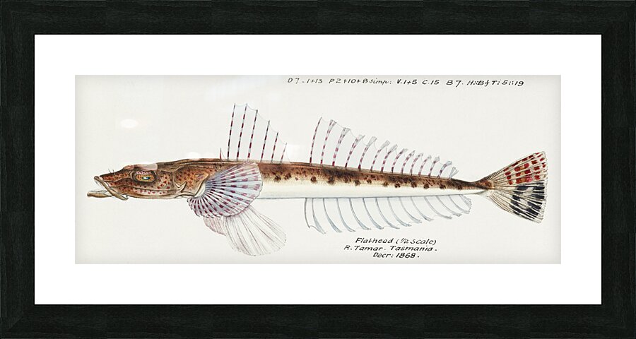 Antique fish platycephalus sp flathead South Pacific Fishes by Frank Edward Clarke 1849-1899.  Picture Frame print