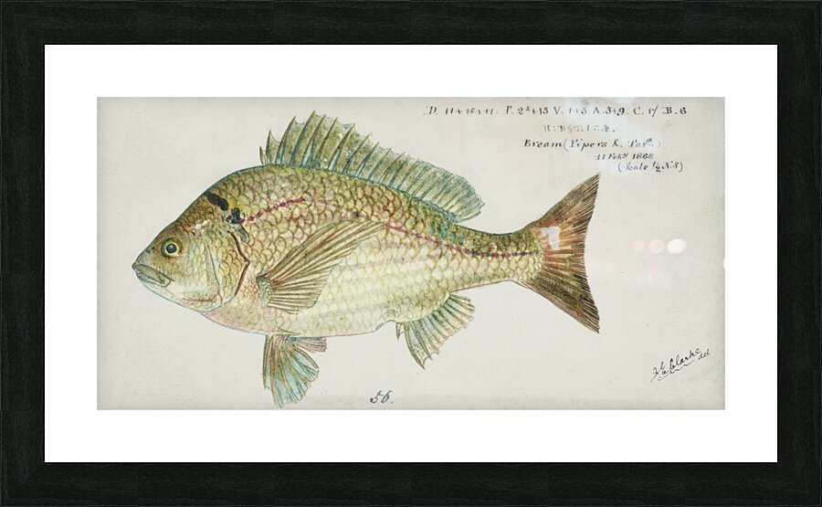 Antique fish acanthopagrus butcheri black bream South Pacific Fishes by Frank Edward Clarke 1849-1899.  Picture Frame print