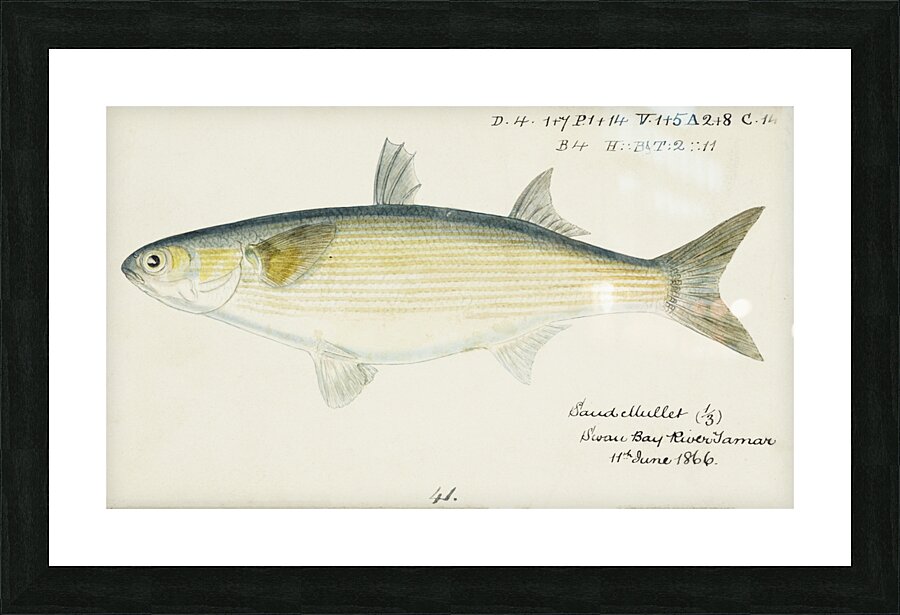 Antique fish myxus elongatus sand mullet South Pacific Fishes by Frank Edward Clarke 1849-1899.  Picture Frame print