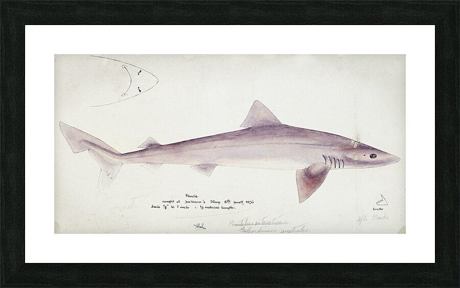 Antique fish myxus elongatus sand mullet South Pacific Fishes by Frank Edward Clarke 1849-1899.  Impression et Cadre photo