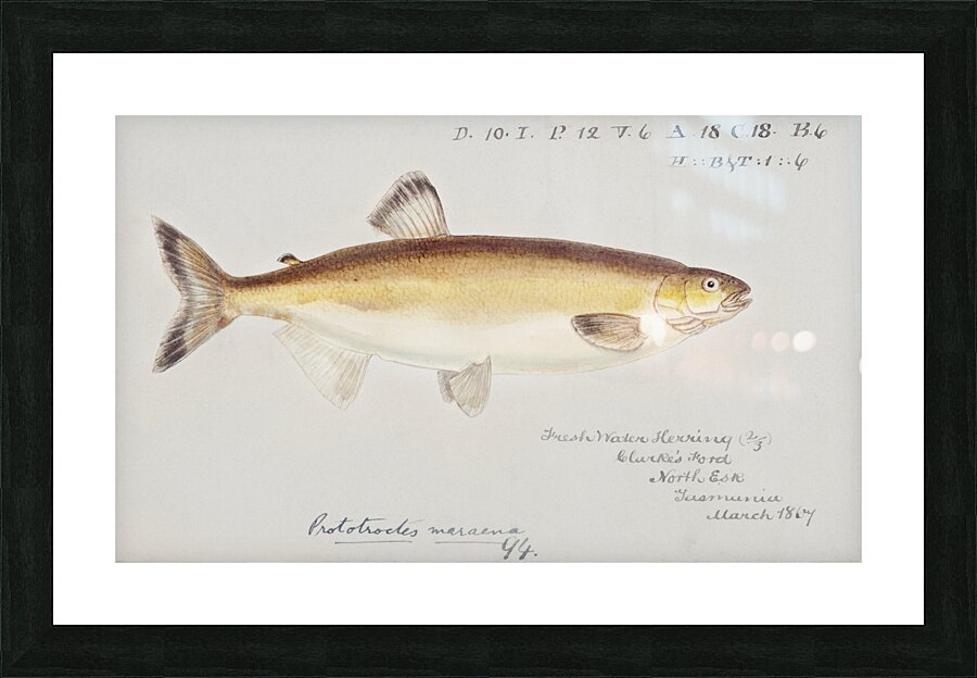 Antique fish prototroctes maraena australian grayling South Pacific Fishes by Frank Edward Clarke 1849-1899.  Picture Frame print