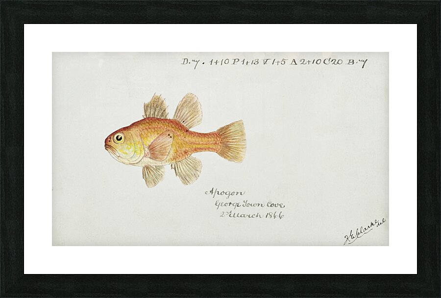 Antique fish vincentia conspera southern cardinalfish South Pacific Fishes by Frank Edward Clarke 1849-1899.  Picture Frame print