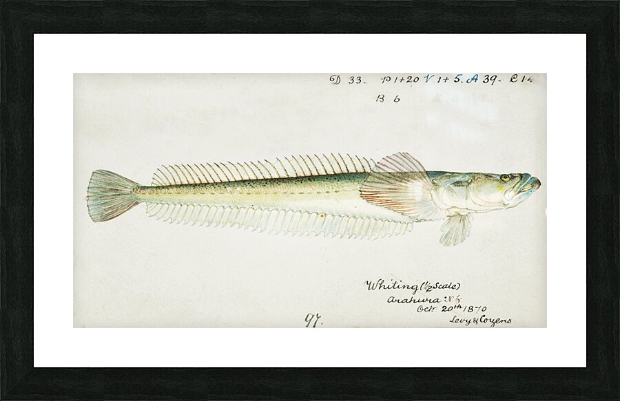 Antique fish crapatulus novaezealandiae sand stargazer South Pacific Fishes by Frank Edward Clarke 1849-1899.  Picture Frame print