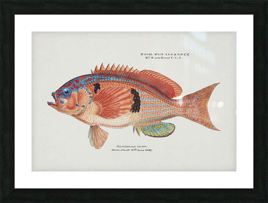 Antique fish caesioperca rasor sea perch South Pacific Fishes by Frank Edward Clarke 1849-1899.  Picture Frame print