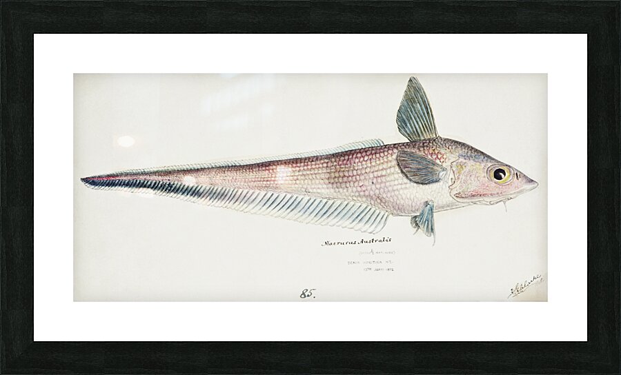 Antique fish Coelorinchus sp NZ : Rattail South Pacific Fishes by Frank Edward Clarke 1849-1899.  Picture Frame print
