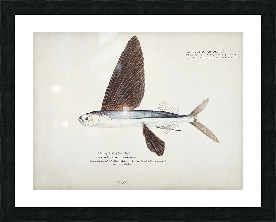 Antique Flyfish South Pacific Fishes by Frank Edward Clarke 1849-1899.  Picture Frame print