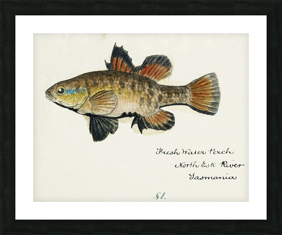 Antique Flyfish South Pacific Fishes by Frank Edward Clarke 1849-1899.  Picture Frame print