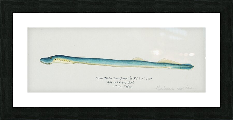 Antique fish geotria australis fresh water lamprey South Pacific Fishes by Frank Edward Clarke 1849-1899.  Picture Frame print
