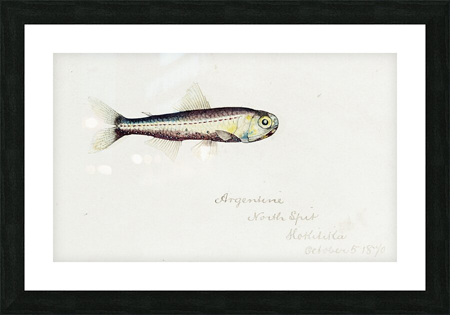 Antique fish Maurolicus muelleri South Pacific Fishes by Frank Edward Clarke 1849-1899.  Picture Frame print