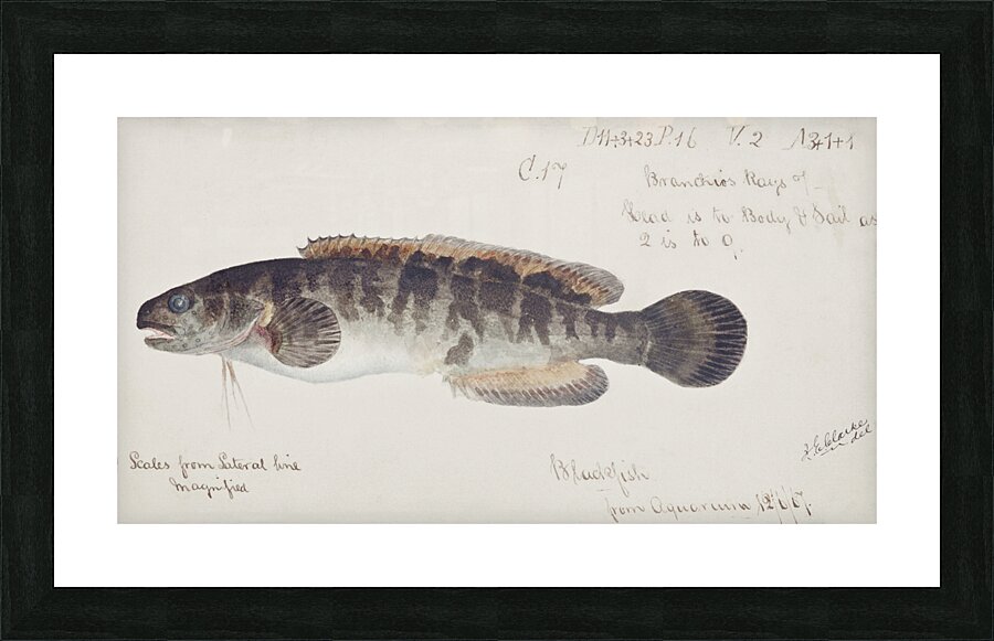 Antique fish bladefish possibly freshwater specimen South Pacific Fishes by Frank Edward Clarke 1849-1899.  Picture Frame print