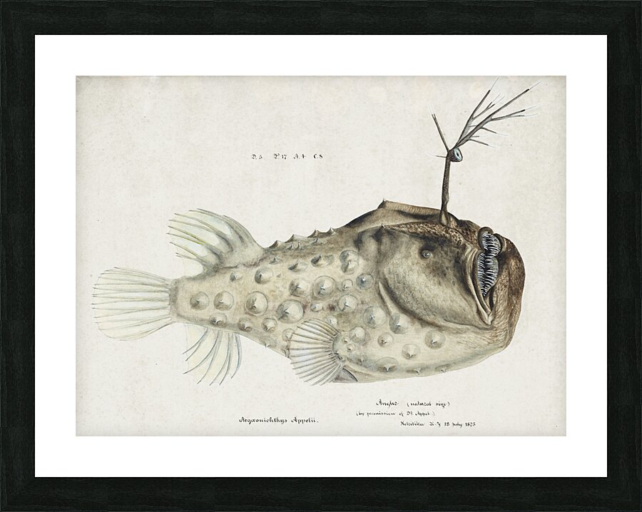 Antique Prickly anglerfish South Pacific Fishes by Frank Edward Clarke 1849-1899.  Picture Frame print