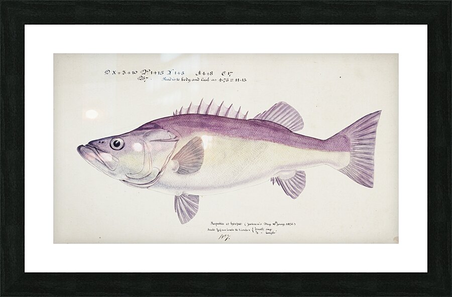 Antique fish Groper South Pacific Fishes by Frank Edward Clarke 1849-1899.  Picture Frame print