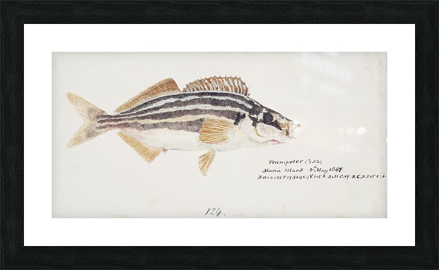 Antique fish latris lineata common trumpeter South Pacific Fishes by Frank Edward Clarke 1849-1899.  Picture Frame print