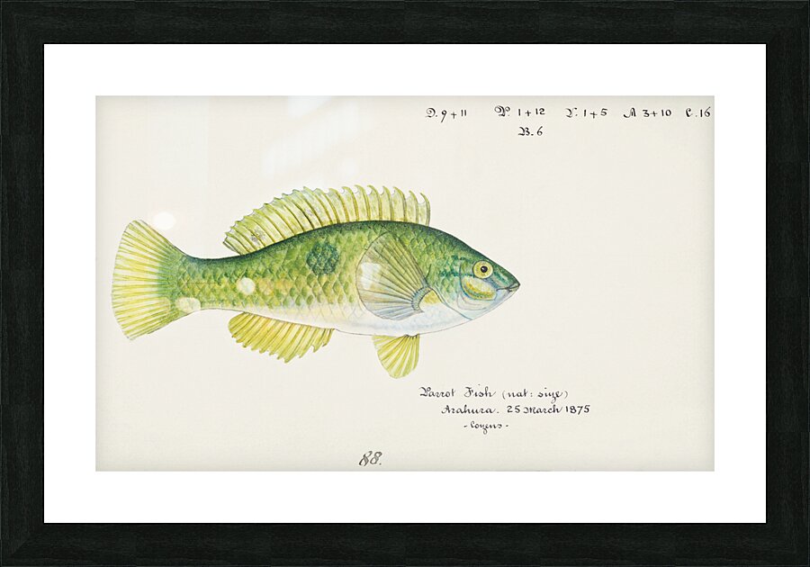 Antique fish Wrasse South Pacific Fishes by Frank Edward Clarke 1849-1899.  Picture Frame print