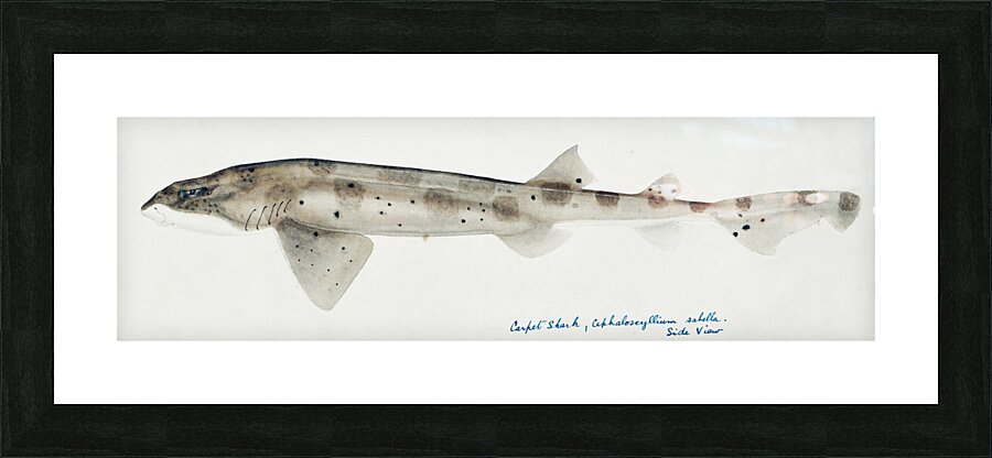 Antique fish Carpet Shark South Pacific Fishes by Frank Edward Clarke 1849-1899.  Picture Frame print