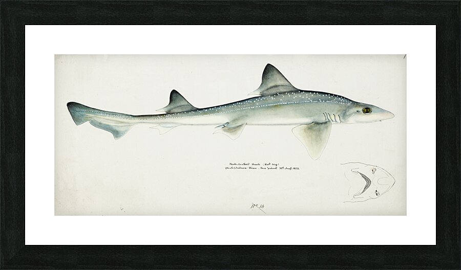 Antique fish Mustelus Antarcticus shark South Pacific Fishes by Frank Edward Clarke 1849-1899.  Picture Frame print