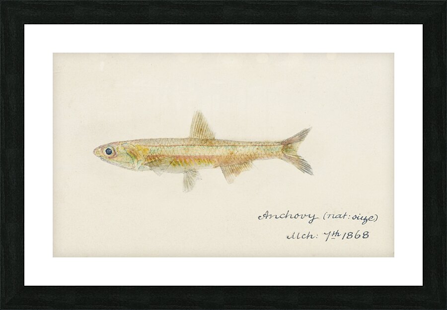 Antique fish engraulis australis anchovy South Pacific Fishes by Frank Edward Clarke 1849-1899.  Picture Frame print