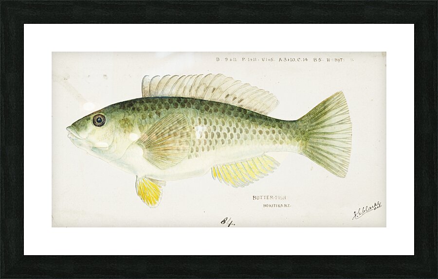 Antique fish Wrasse South Pacific Fishes by Frank Edward Clarke 1849-1899.  Picture Frame print