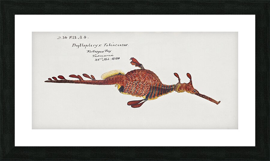 Antique fish phyllopteryx taeniolatus South Pacific Fishes by Frank Edward Clarke 1849-1899.  Picture Frame print