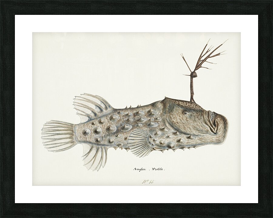 Antique Prickly anglerfish South Pacific Fishes by Frank Edward Clarke 1849-1899.  Picture Frame print