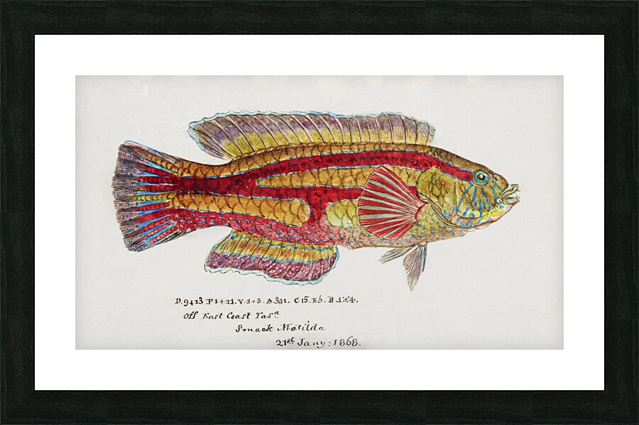 Antique Prickly anglerfish South Pacific Fishes by Frank Edward Clarke 1849-1899.  Picture Frame print