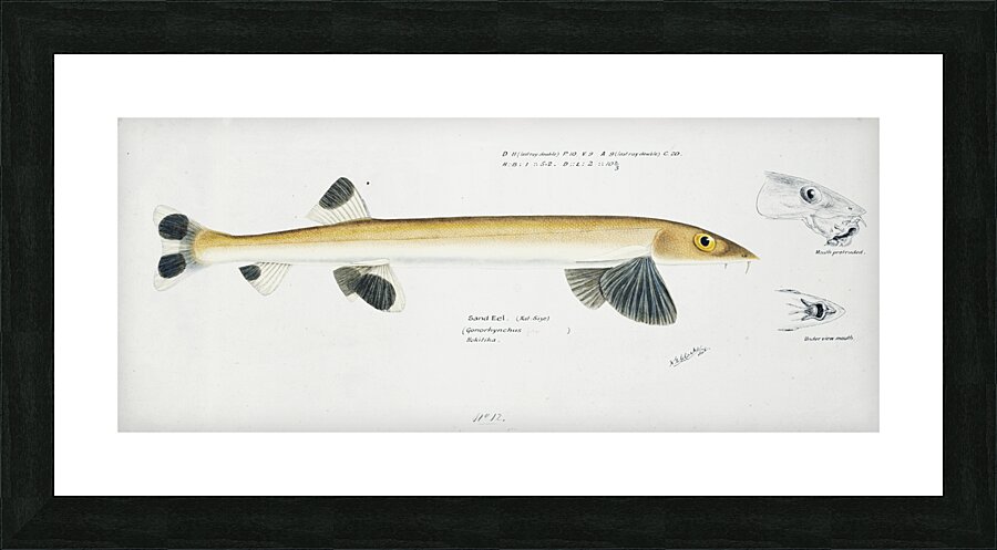 Antique fish gonorynchus fosteri sand fish South Pacific Fishes by Frank Edward Clarke 1849-1899.  Picture Frame print