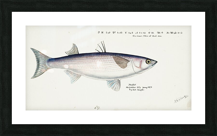 Antique fish Flathead grey mullet South Pacific Fishes by Frank Edward Clarke 1849-1899.  Picture Frame print
