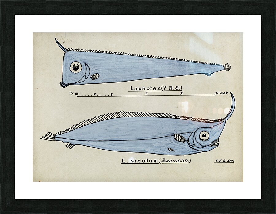 Antique fish Crested Bandfish South Pacific Fishes by Frank Edward Clarke 1849-1899.  Impression et Cadre photo