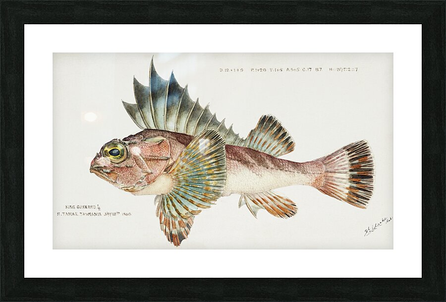 Antique fish neosebastes scorpaenoides ruddy gurnard perch South Pacific Fishes by Frank Edward Clarke 1849-1899.  Picture Frame print