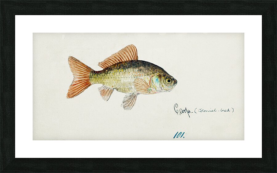 Antique fish Goldfish South Pacific Fishes by Frank Edward Clarke 1849-1899.  Picture Frame print