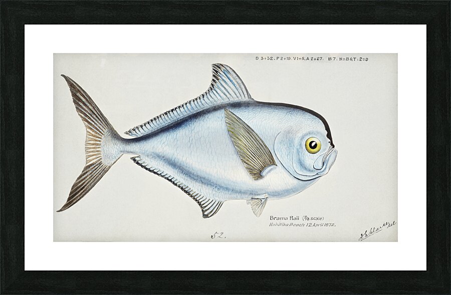 Antique fish Brama brama NZ - Ray’s Bream South Pacific Fishes by Frank Edward Clarke 1849-1899.  Picture Frame print