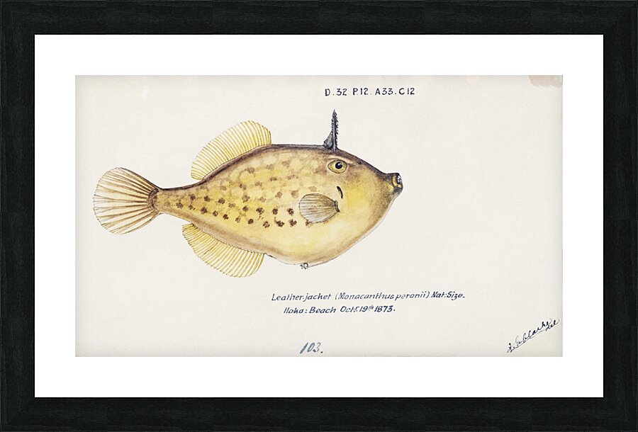 Antique fish Pseudomonacanthus peroni South Pacific Fishes by Frank Edward Clarke 1849-1899.  Picture Frame print