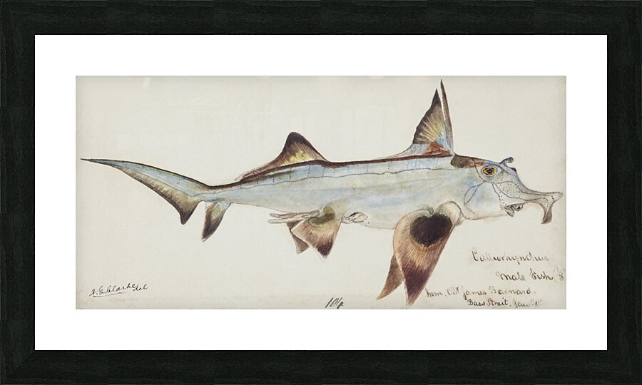 Antique fish callorhynchus milii elephant fish South Pacific Fishes by Frank Edward Clarke 1849-1899.  Picture Frame print