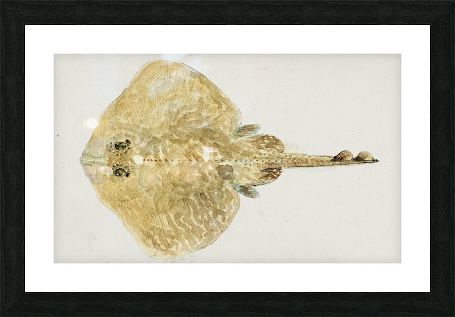 Antique fish sardinops neopilchardus pilchard South Pacific Fishes by Frank Edward Clarke 1849-1899.  Picture Frame print