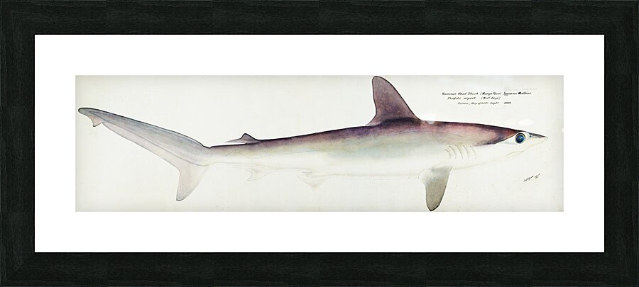 Antique fish South Pacific Fishes by Frank Edward Clarke 1849-1899.  Picture Frame print