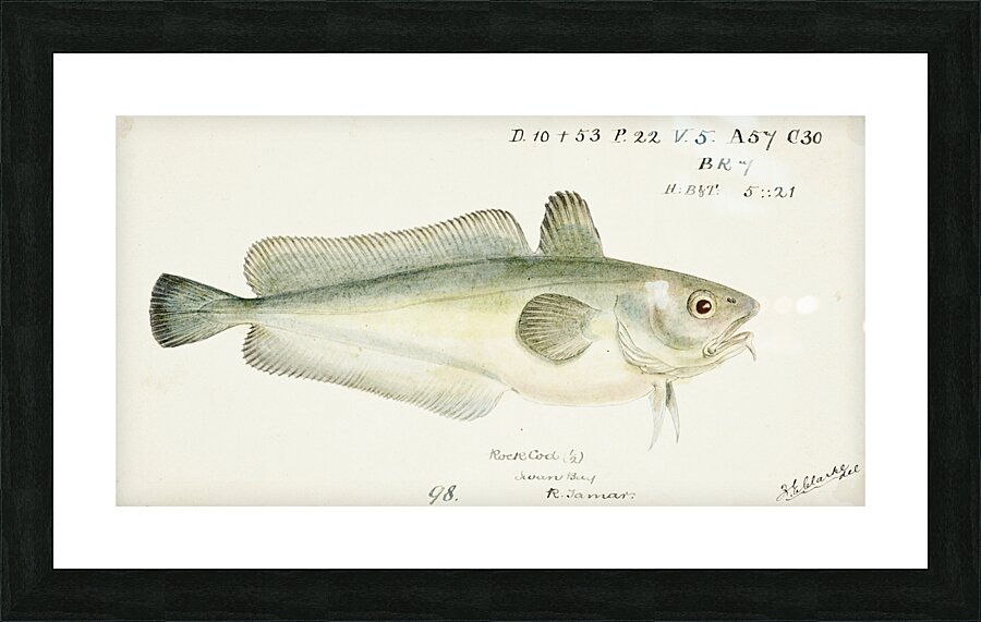 Antique fish Pseudophycis barbata Tas : Southern Bastard Red Cod South Pacific Fishes by Frank Edward Clarke 1849-1899.  Picture Frame print
