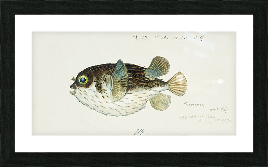 Antique fish diodon sp porcupine fish South Pacific Fishes by Frank Edward Clarke 1849-1899.  Picture Frame print
