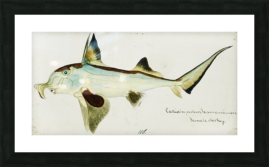 Antique Elephant fish South Pacific Fishes by Frank Edward Clarke 1849-1899.  Picture Frame print