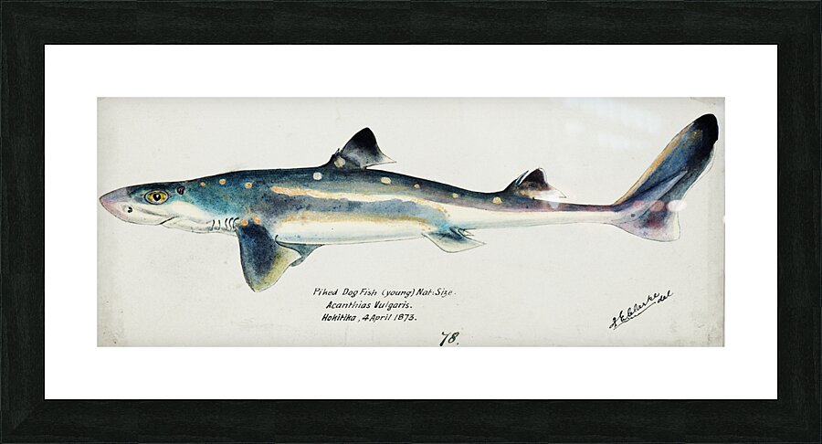 Antique fish Squalus acanthias NZ : Spotted spiny dogfish South Pacific Fishes by Frank Edward Clarke 1849-1899.  Picture Frame print