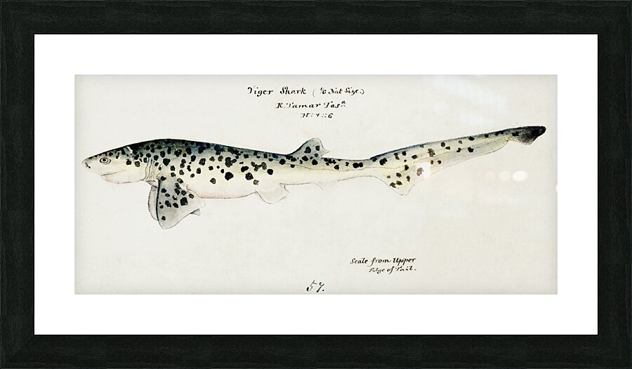 Antique fish Notorynchus cepedianus Tas : Broad seven-gill shark South Pacific Fishes by Frank Edward Clarke1849-1899.  Picture Frame print