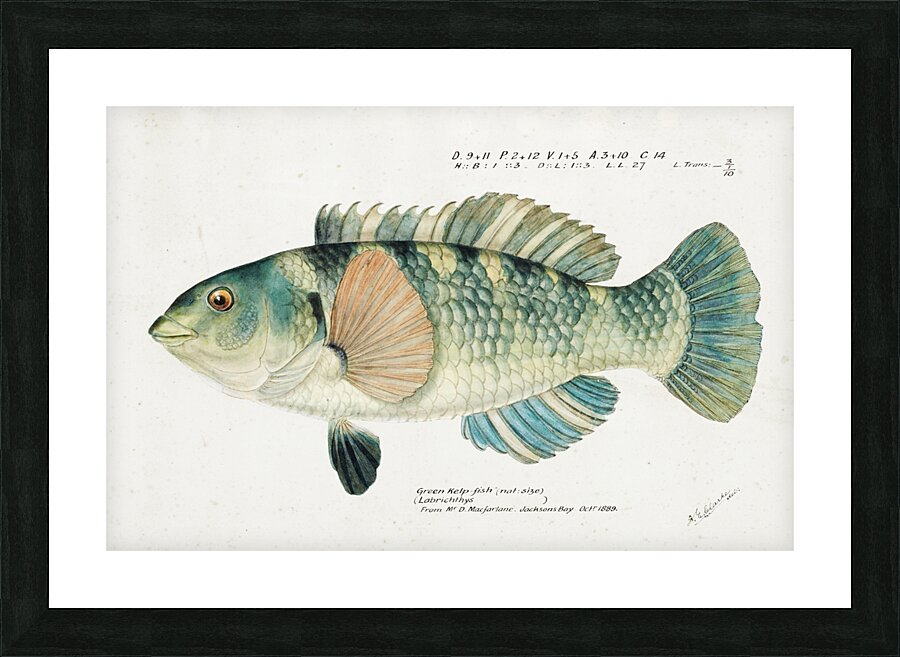 Antique fish Wrasse South Pacific Fishes by Frank Edward Clarke 1849-1899.  Picture Frame print