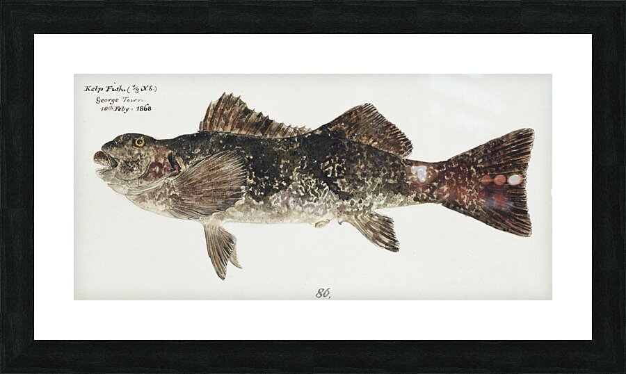 Antique fish aplodactylus arctidens marblefish keke South Pacific Fishes by Frank Edward Clarke 1849-1899.  Picture Frame print