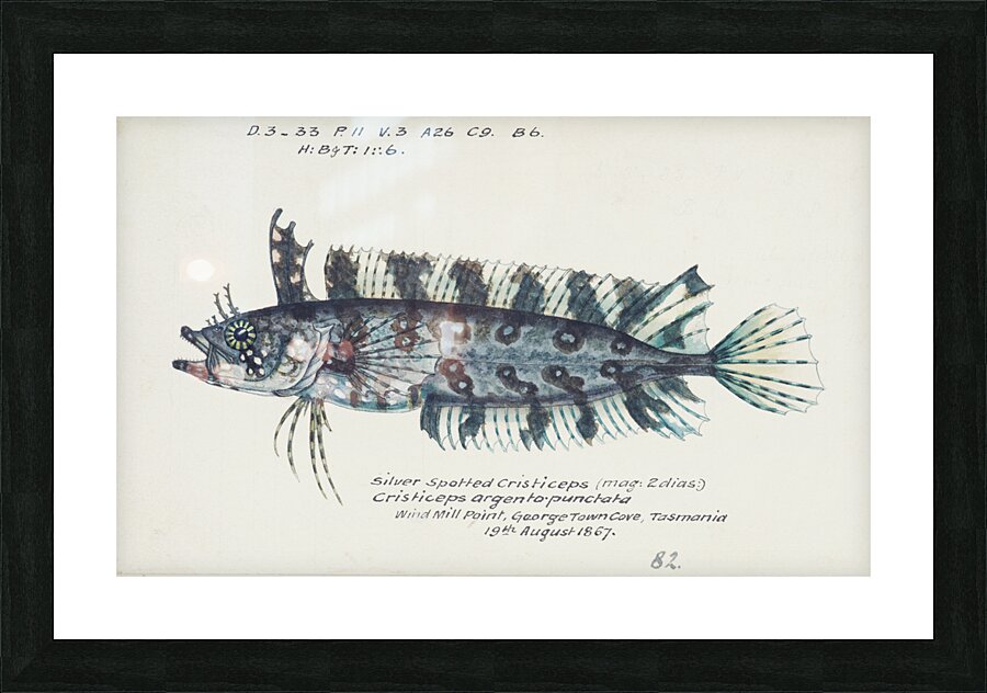 Antique fish possibly cristiceps sp weedfish South Pacific Fishes by Frank Edward Clarke 1849-1899.  Picture Frame print