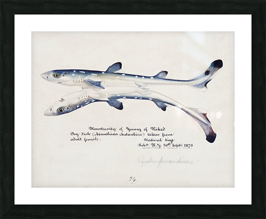 Antique fish Spotted spiny Dogfish South Pacific Fishes by Frank Edward Clarke 1849-1899.  Picture Frame print