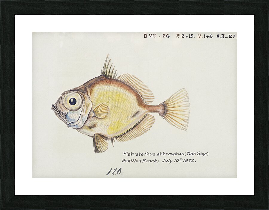 Antique fish Platystethus abbrevatus South Pacific Fishes by Frank Edward Clarke 1849-1899.  Picture Frame print
