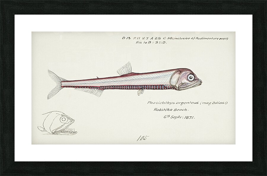 Antique fish Photichthys argenteus NZ : Lighthouse fish South Pacific Fishes by Frank Edward Clarke 1849-1899.  Picture Frame print